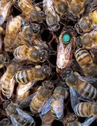 The Colours Of Queen Bees Beekeeping In Ontario
