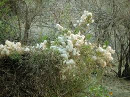 Image result for Lotononis stipulosa