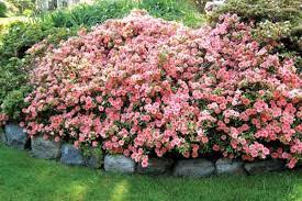 Gumpo is a spreading evergreen shrub that will hardly ever get taller than 2 feet high and 3 feet wide. Jars V63n4 Designing With Low Growing Azaleas