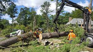 Sam S Tree Services Will Provide A Complete Tree Risk Assessment And Employ The Safest Low Impact Techniques To Tree Removal Tree Removal Service Tree Service