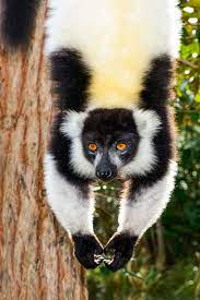 Black And White Ruffed Lemur Lemur Island Andasibe Lemur Animals Wild Zoo Animals