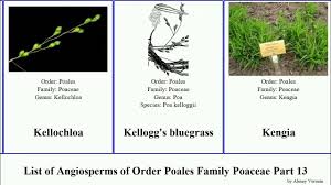 Image result for Hyperthelia dissoluta