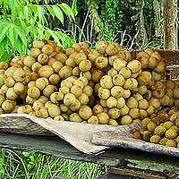 What is meaning of duku (దూకు) in english. Lansium Parasiticum Wikipedia