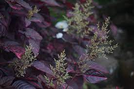 ' plant with small white and purple flowers ' is the definition. File Small White Flowers Of Purple Plants Jpg Wikimedia Commons