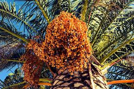 There are really two types of wax the pindo palm produces a yellow or orange colored fruit that look similar to dates. Hd Wallpaper Date Palm Tree Nature Tropical Fruit Plant Day One Animal Wallpaper Flare