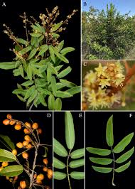 Image result for Burttia