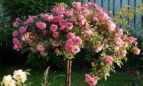 Check out these 19 great options for weeping trees. Rosa Weeping Garden Plants Online