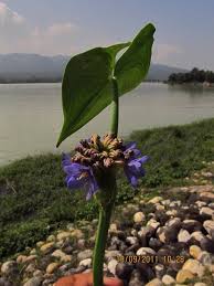 Image result for Monochoria