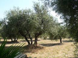 Domaine De Vautubiere Bio Huile D Olive De Coudoux Fabrication A L Ancienne Aop Aoc Huile D Olive D Aix En Provence