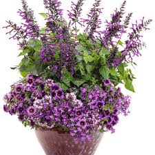 Image result for Launaea violacea