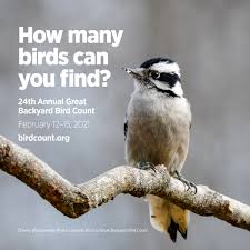 See more ideas about backyard birds, great backyard bird count, ornithology. Get Ready For The Great Backyard Bird Count Cape Elizabeth Land Trust