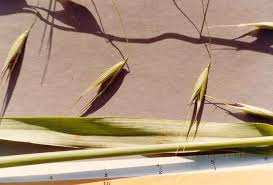 Image result for Avena byzantina