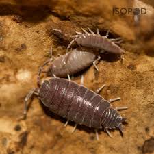 Image result for Polhillides