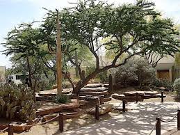 Image result for Acacia afra