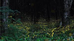 نتیجه جستجوی لغت [fireflies] در گوگل