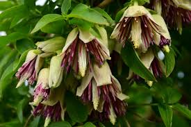 Maybe you would like to learn more about one of these? Plant Of The Week 18 Clematis Napaulensis The Gardenist