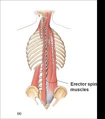 Acl reconstruction surgery unlabeled diagram. Back Flashcards Chegg Com