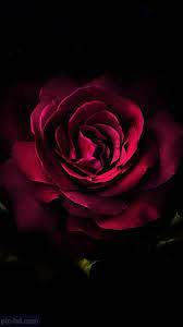 خلفيات ايفون ورد طبيعي iphone wallpapers hd download wallpaper iphone roses iphone 6s wallpaper nature iphone wallpaper