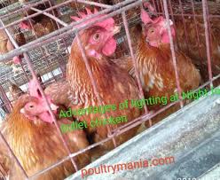 Download Advantages Of Lighting At Night For The Pullet Layer Birds
