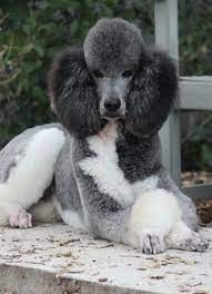 Check spelling or type a new query. Five Star Poodles Parti Poodle Poodle Puppy Poodle Dog