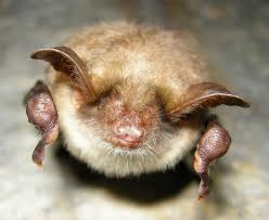 Account Suspended Bat Species Mammals Animals