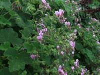 Image result for Jamesbrittenia micrantha