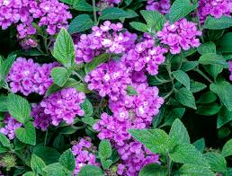 Image result for Lantana rugosa
