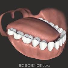 Teeth 3d Model 3d Model Model Teeth