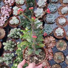 Image result for Euphorbia williamsonii