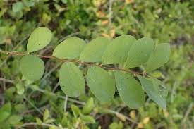 Image result for Flueggea virosa