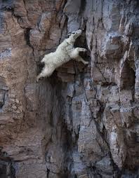 They are shaggy animals, with white coats and moderately long horns. These 36 Goats On Cliffs Don T Know What Fear Is Bored Panda