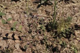 Image result for Pseudoconyza viscosa