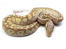 Banana Butter Pastel Bel Banana Bumble Bee Ball Python Banana Butter Snake Lovers