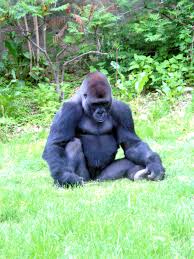 We have a baby gorilla at my zoo and she is the cutest thing. A Fairy Tale Day At The Zoo Starring Joe Petrol And Frank The Gorilla Uncle Tree S House