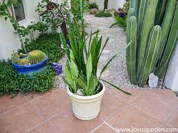 Why Are My Snake Plant Leaves Falling Over Joy Us Garden Snake Plant Propagation Sansevieria Plant Snake Plant Care