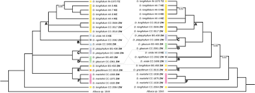 Image result for Dipcadi rigidifolium