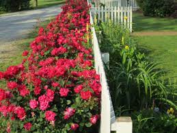Plant roses on the sides of the house. Pin On Garden Spaces