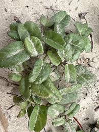 Image result for Ipomoea stolonifera