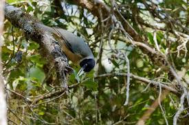 Image result for Vangueria proschii