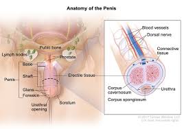 Patients not previously diagnosed with prostatic adenocarcinoma may present initially with metastases .in contrast, psa may not be expressed in all patients with prostatic adenocarcinoma .prostate cancer extension to colorectal tissue can occur through at least 3 potential routes. Penile Cancer Causes Symptoms Dana Farber Cancer Institute Boston Ma