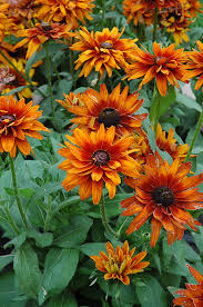 Image result for Rothia hirsuta