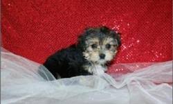 These tiny pups have big hearts & make great family pets. Morkie Puppy For Sale Price 90 For Sale In Baton Rouge Louisiana Best Pets Online