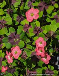 Image result for Oxalis oligotricha
