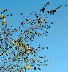 Image result for Guazuma