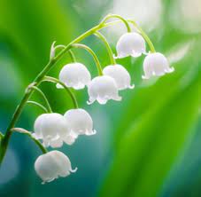 I don't have a favourite flower, but this one is certainly great: Today S Top Women And Their Favorite Flowers