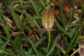 Image result for Hibiscus pusillus