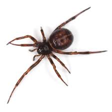 Does vinegar kill spiders instantly? False Widow Spiders Are Heading Indoors To Mate Here S How To Keep Them Out Bristol Live