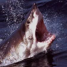 An average lifespan for a shark may be about 30 years. How Many Teeth Do Sharks Have In A Lifetime