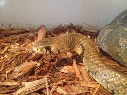 Black Tail Cribo Awesome Snake Snake Tailed Pets