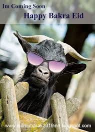 Mehsoos ho rahi hai fiza main gobar ki khushbu faraz…. Bakra Eid 2021